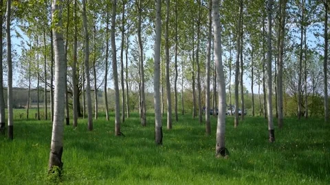 Vertical camera panning of green trees from bottom to top in the forest Video stock 132345944