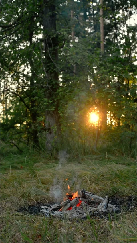 Vertical Campfire Burning in Forest Clearing Loop Stock Footage 342897901