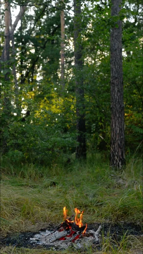 Vertical Campfire Burning in Forest Loop for Shorts. Stock Footage 343343452