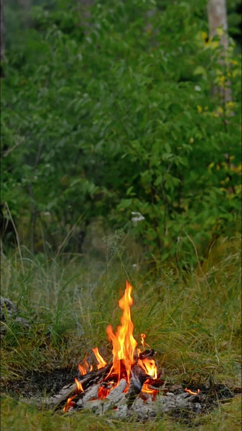 Vertical Campfire Flames Burning in Forest Loop Video stock 342897857