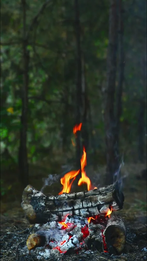 Vertical campfire scene with burning firewood and bright flames in woods Stock-Footage 345121661