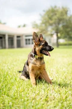 Vertical capture of brown german shepherd looking to the right with ears up Stock Photos