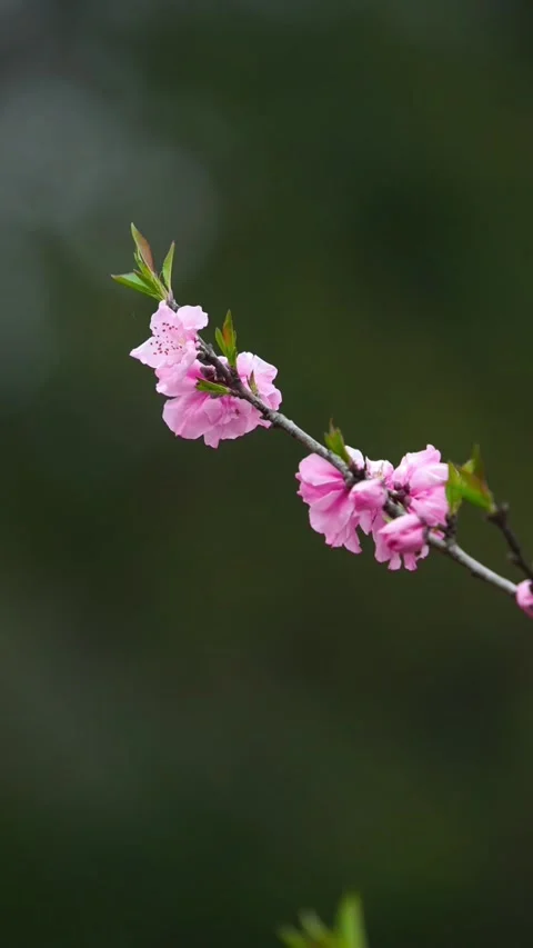Vertical Capturing Spring Peak Bloom with Three Pink Peach Blossoms Vídeos de archivo 331482903