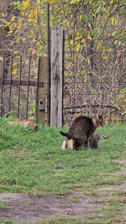 Vertical. A cat and a cat are mating Stock Footage 267181425