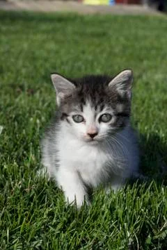 Vertical cat looking Stock Photos