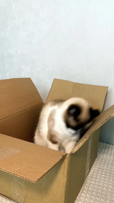 Vertical. Cat rests in box, showing how cats of all ages seek security Stock Footage 318168155