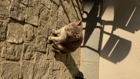 Vertical: cat sitting and looking around on a brick floor. Video stock 233342574