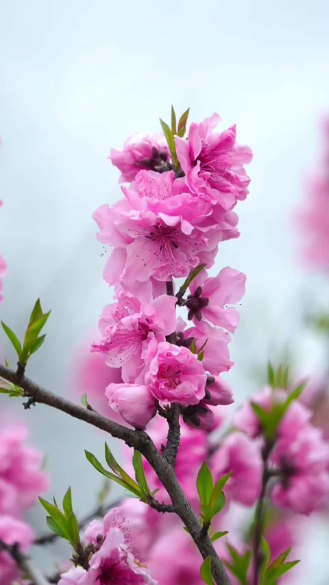 Vertical Celebrating Spring Peak Bloom with Peach Blossom Clusters Video stock 331424095