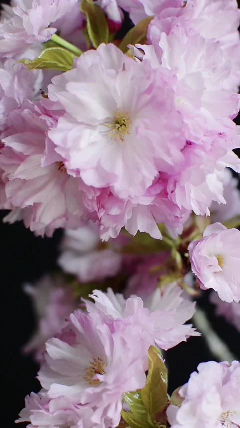 Vertical cherry blossoms Stock Footage 300455261
