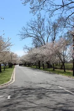 Vertical Cherry Blossoms Trees Pink Scenic View DC Stock Photos
