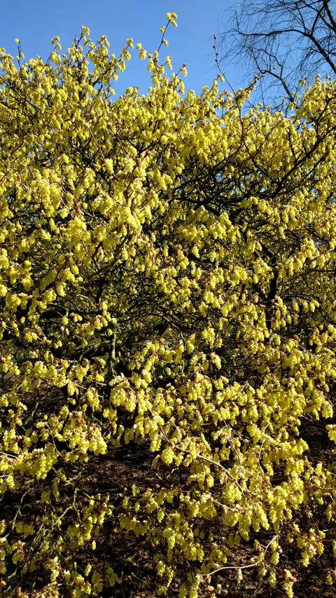 Vertical - Chinese winterhazel blooming clusters of lemon-yellow flowers Stock Footage 305568923