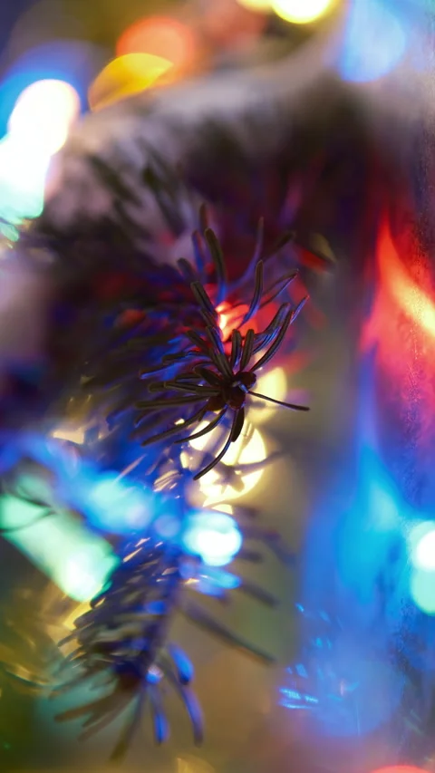 Vertical Cinematic Christmas tree branch illuminated by holiday lights 库存影片 341737664