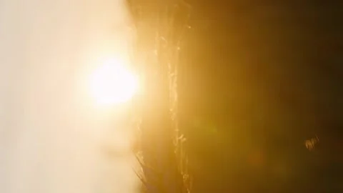Vertical cinematic close up ear of wheat Stock Footage 246959201