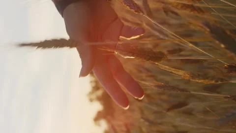 Vertical cinematic close up ear of wheat with woman hand Stock Footage 246959204