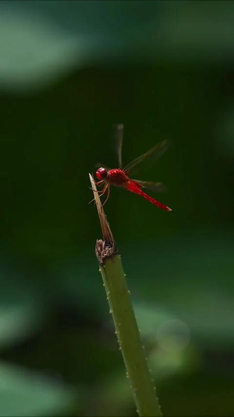 Vertical Cinematic Close Up of Red Dragonfly Perched on Green Stem. Stockbeeldmateriaal 329141583