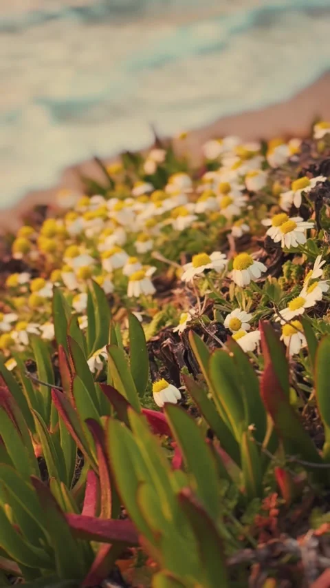 Vertical Cinematic High-Angle View Of Coastal Chamomile Stock Footage 339908952