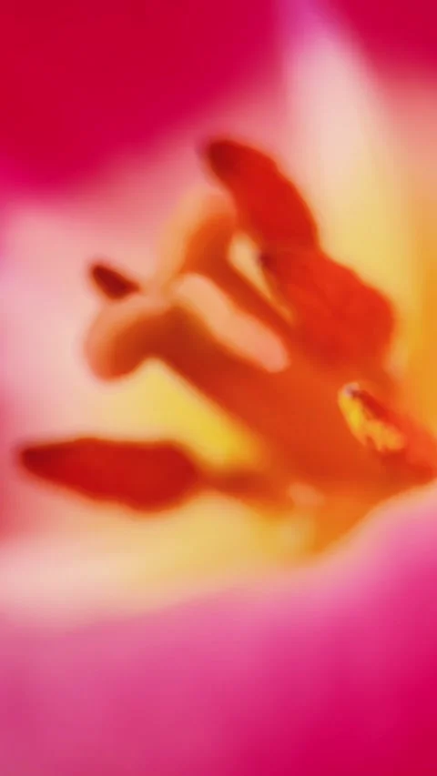 Vertical Cinematic Macro Focus On Tulip Pistil Stock Footage 339908257