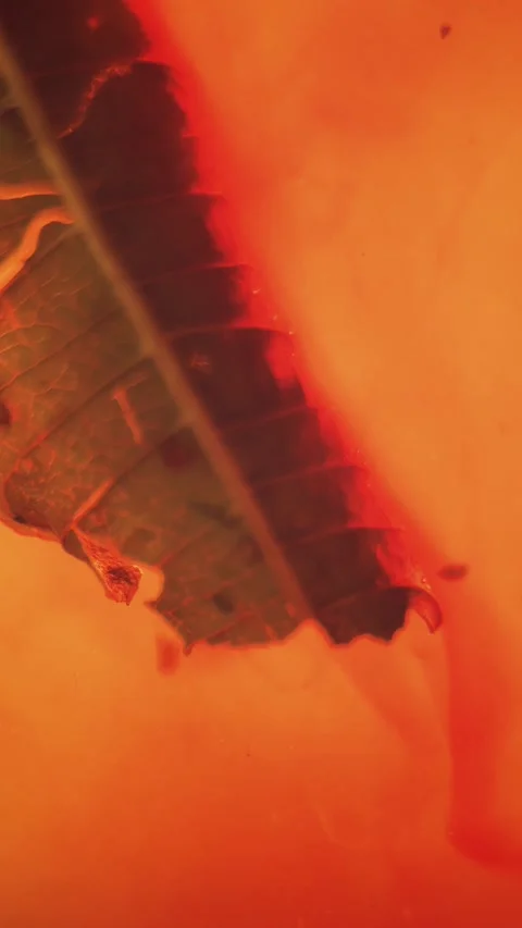 Vertical Cinematic Macro Of Steeping Tea Leaf Stock Footage 339908906