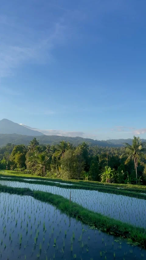 Vertical cinematic pan of Bali rice fields and mountains at sunrise Stock Footage 337805686