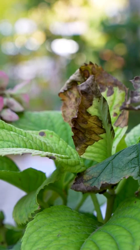 Vertical Cinematic Rack Focus: Hydrangea to Wine and Fruit Setting Stock Footage 323402359
