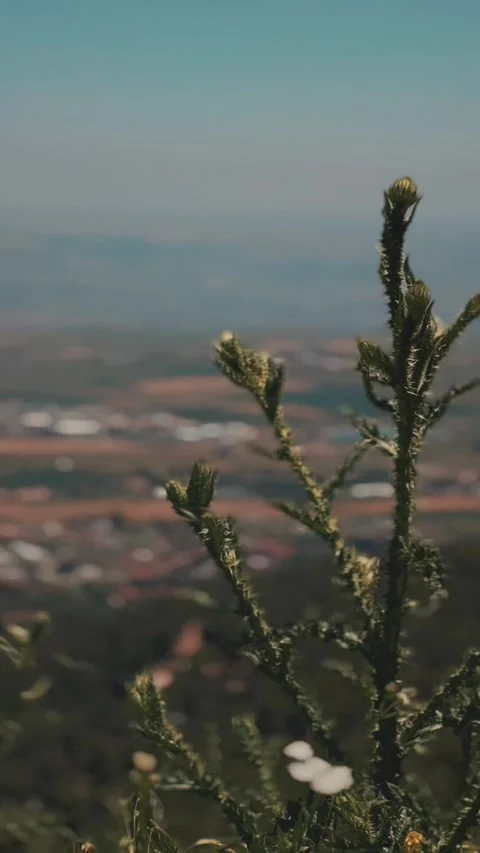Vertical Cinematic Rack Focus From Pine To Valley Stock Footage 339908504