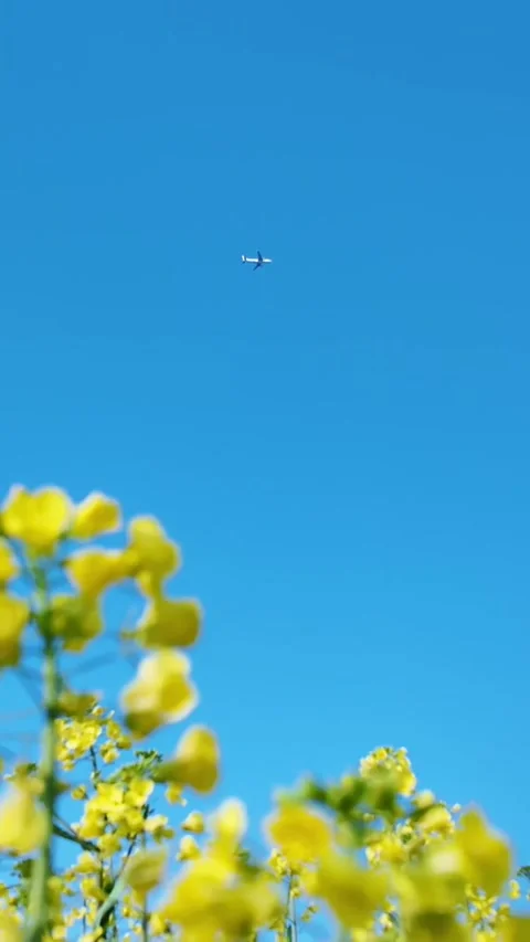 Vertical Cinematic Rack Focus on Yellow Flowers and Blue Sky Stock Footage 331615946