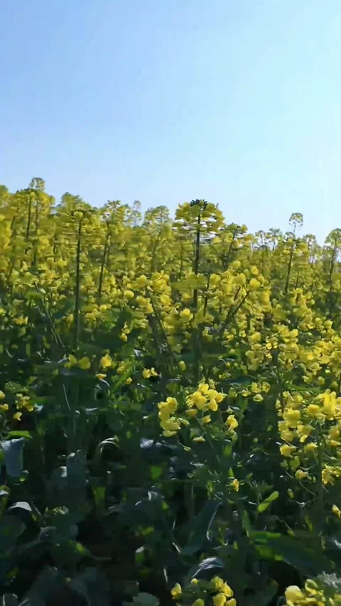 Vertical Cinematic Rack Focus from Yellow Flowers to Misty Hills and Sky Stock Footage 331616569