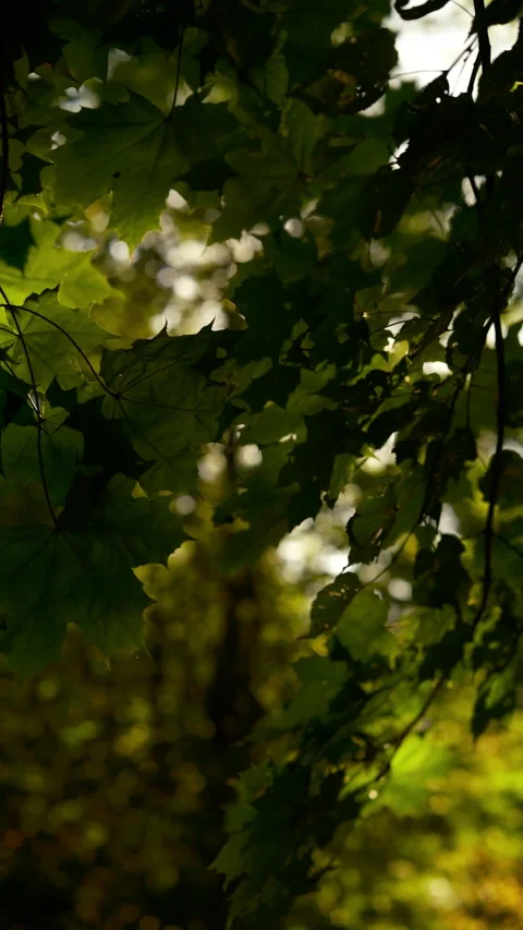 Vertical cinematic showing maple leaves swaying sunlight in park. Stock Footage 330240128