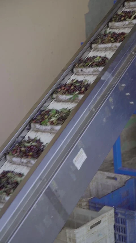 Vertical: Cinematic slow motion of fresh olives on elevator belt Stock Footage 327544643