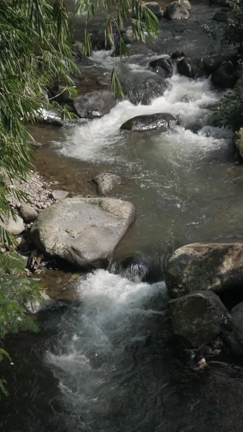 Vertical cinematic slow motion video of tropical river stream. Stock Footage 336316624