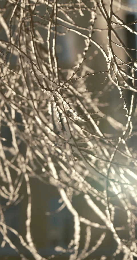 Vertical cinematic video of tree branches covered with ice and icicles, shining Stock Footage 328124785