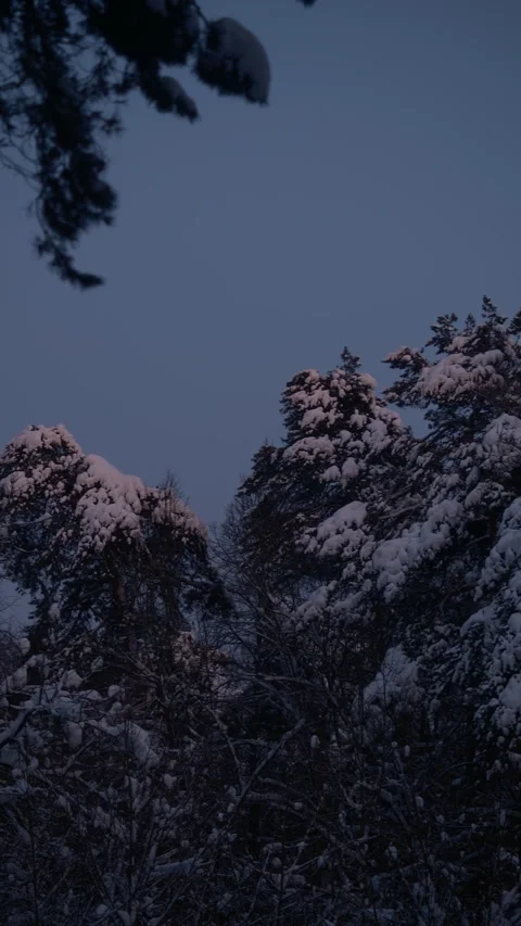 Vertical cinematic video trees covered in fresh snow Video stock 327843514
