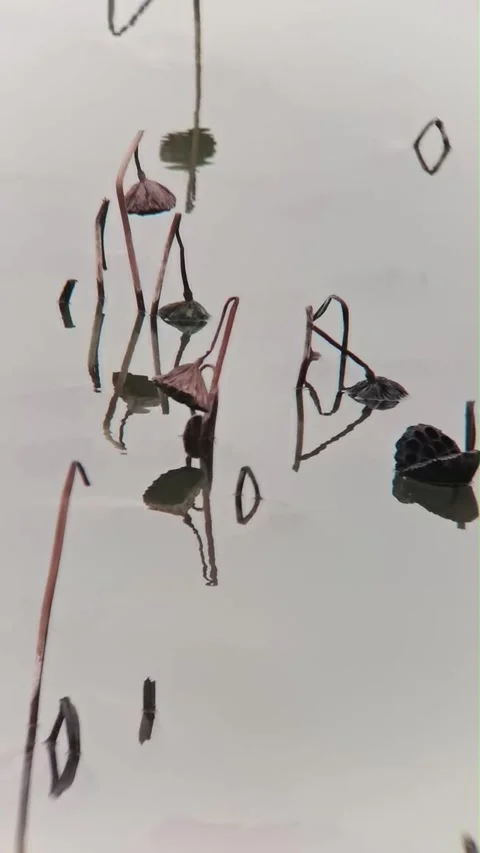 Vertical Cinematic Withered Lotus Pods China Stock Footage 334704900