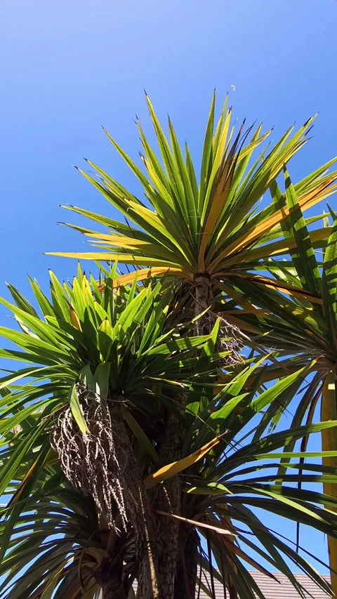 Vertical circling looking up at tropical palm tree leaves under paradise blue Video stock 337442758
