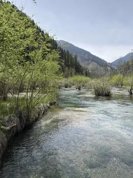 Vertical Clear River Flowing Through Lush Spring Valley in Jiuzhaigou Sichuan Ch Stock Photos