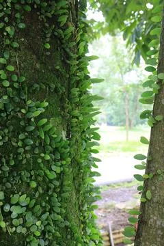 Vertical Climber Framing Garden Pathway. Stock Photos