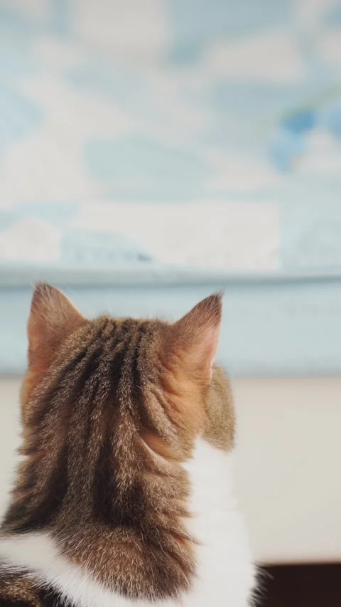 Vertical clip pet care concept with scottish cat relax and play in bedroom Stock Footage 277625818