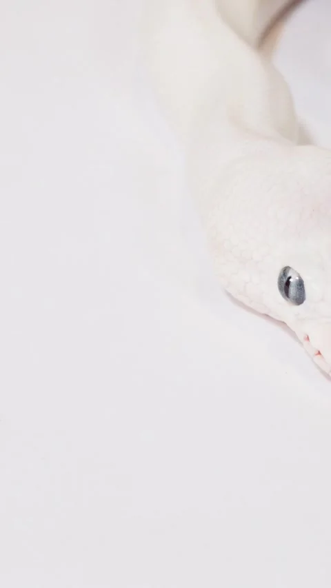 Vertical Close Up of Albino Ball Python Flicking Tongue Vidéo 327768098