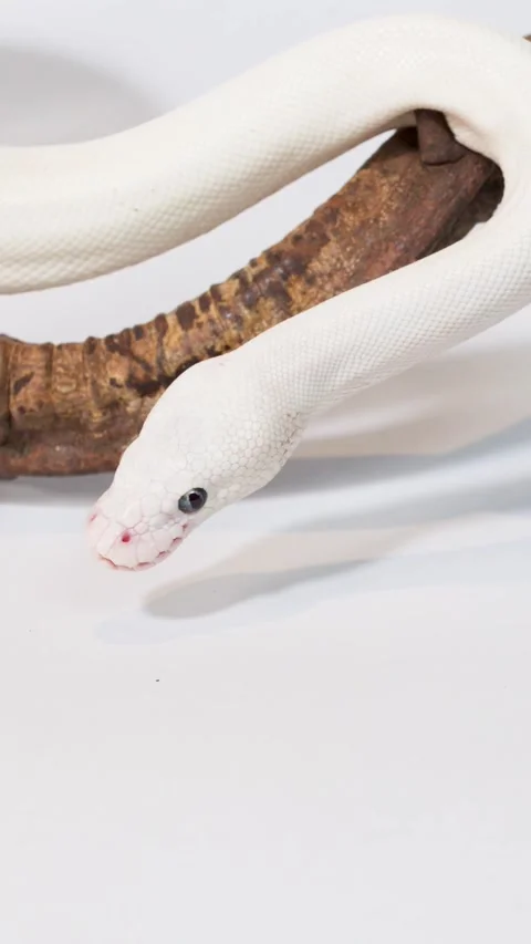 Vertical Close Up of Albino Snake Slithering on Wooden Branch Video stock 327831858