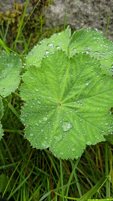 Vertical close up of Alchemilla leaves covered with raindrops Stock Footage 342608568