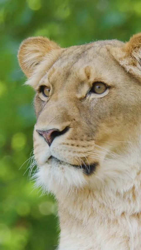 Vertical Close-Up of Alert Lioness Headshot Against Lush Greenery Stock Footage 329145059