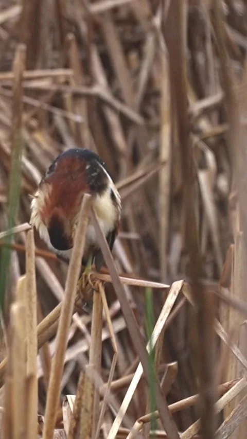Vertical Close-Up of American Bittern Preening in Dry Marsh Reeds Stock Footage 338030656