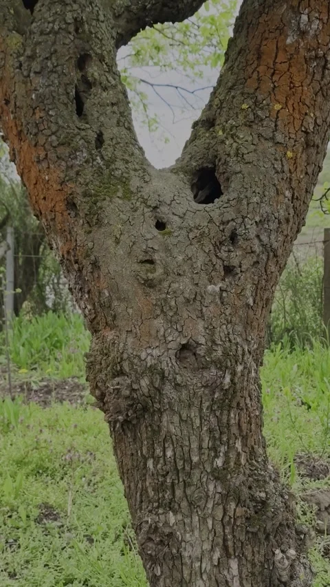 Vertical close-up of a ancient tree trunk heavily covered in moss and lichen. Stock Footage 334296953
