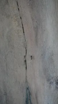 Vertical Close Up of an Ant Moving Along a Deep Crack on Grey Trunk Stock Photos