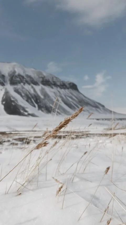 Vertical Close Up of Arctic Grass Swaying in Wind, Svalbard Stock Footage 340037015