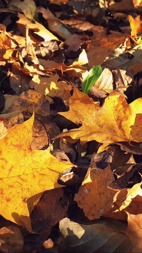 Vertical close-up autumn leaves fallen dry foliage Stock Footage 346189369