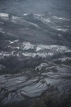 Vertical Close up on Bada rice terraces in Yunnan, China Stock Photos