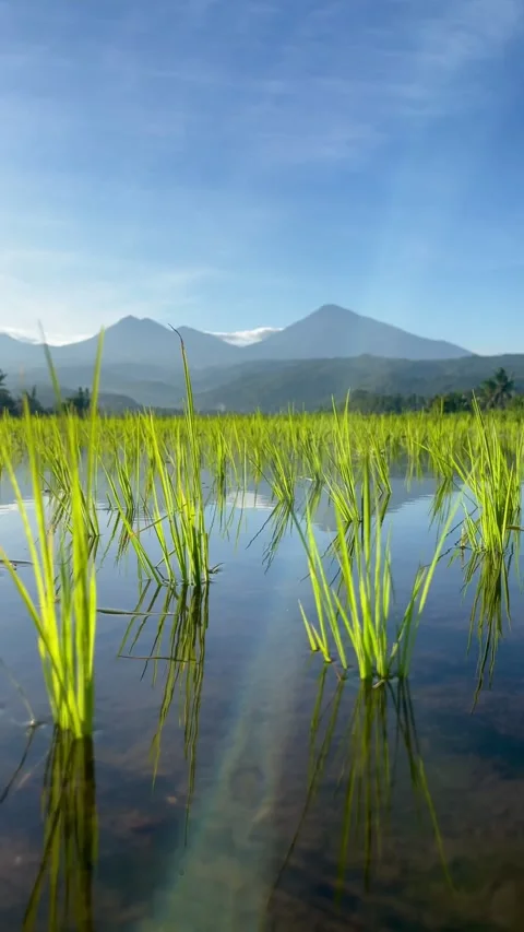 Vertical close up of Bali rice seedlings with mountains at sunrise Stock Footage 337805670