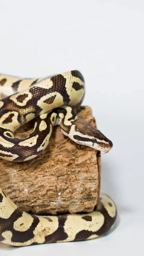 Vertical Close Up of Ball Python Coiled on a Wooden Log Stock Footage 329090664