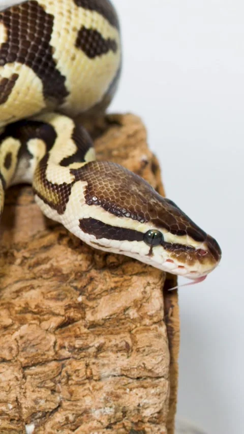 Vertical Close-Up of Ball Python Flicking Tongue on Textured Log Stock-Footage 331899113